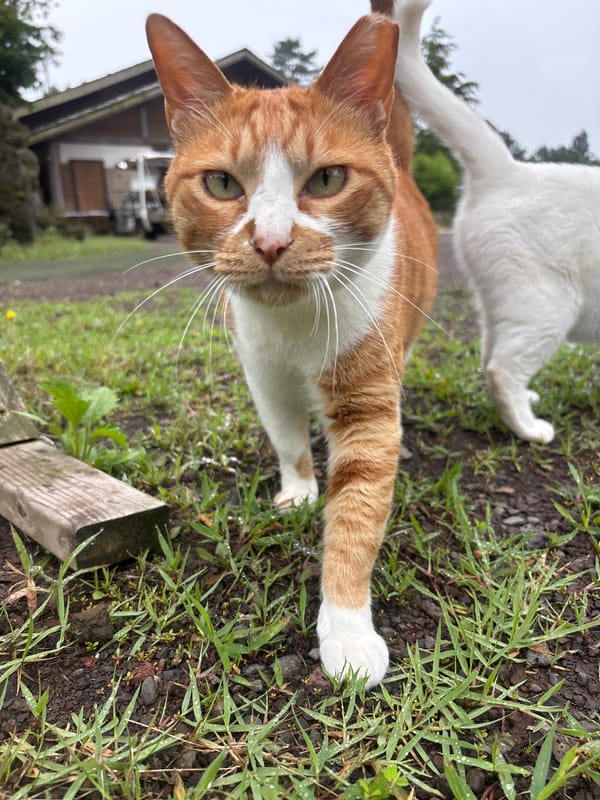 Two cats at a Jeju garden, one with striking heterochromia