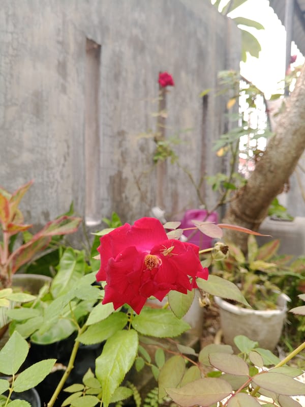 Morning garden blooms and residential views captured in Lhokseumawe