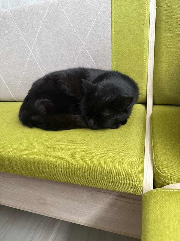 Black cat spotted napping on green cushion in Bulgaria