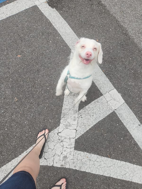 White dog on a walk through Altamonte Springs