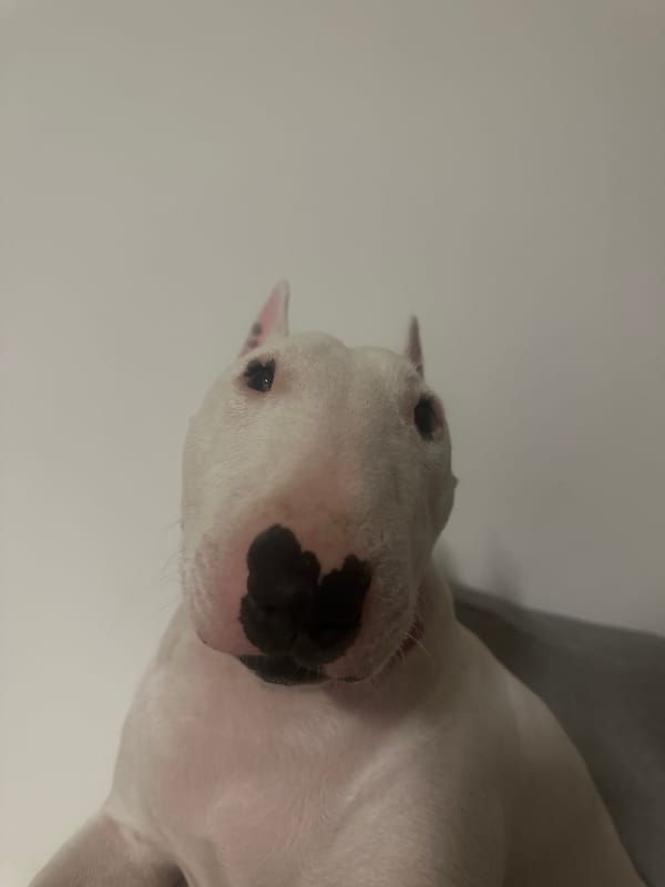 Bull Terrier's evening at home in Kamieniec Wrocławski