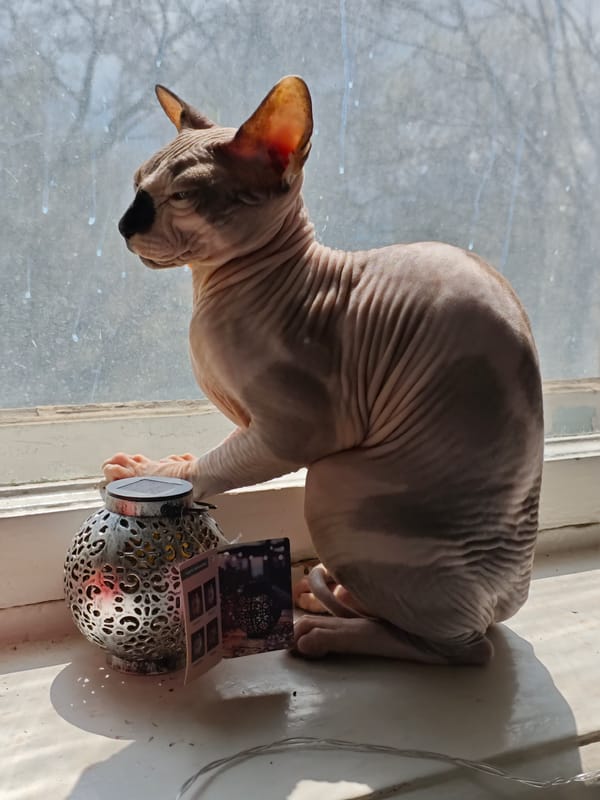 Sphynx cat enjoys morning sunbath on Pyatigorsk windowsill