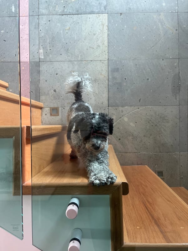 Curly-haired dog photographed on staircase in Mexico neighborhood