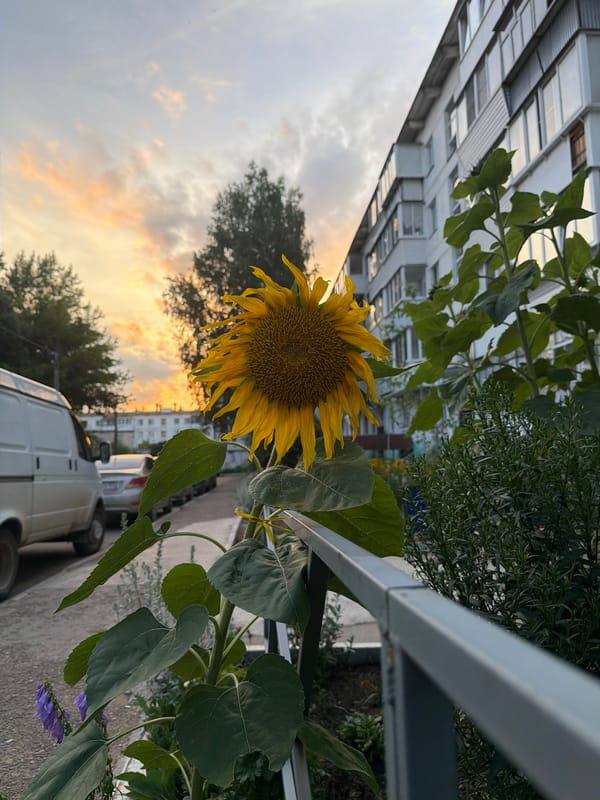 Sunflower close-ups in Chaikovsky on a summer afternoon