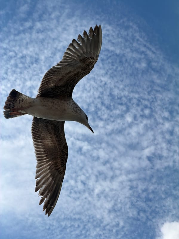 Seagulls soar over Bosphorus near Maiden's Tower in Üsküdar
