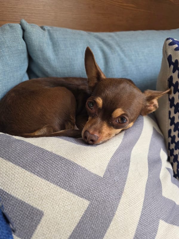 Chihuahua rests on blue pillows in Puebla home