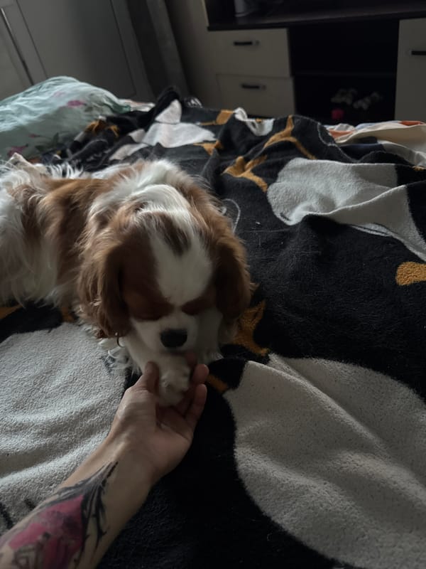 Puppy nap, mountain art, a meal, and treetops