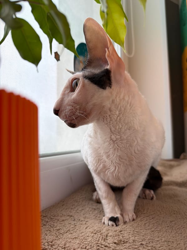 Cornish Rex cat at home, goggles and all