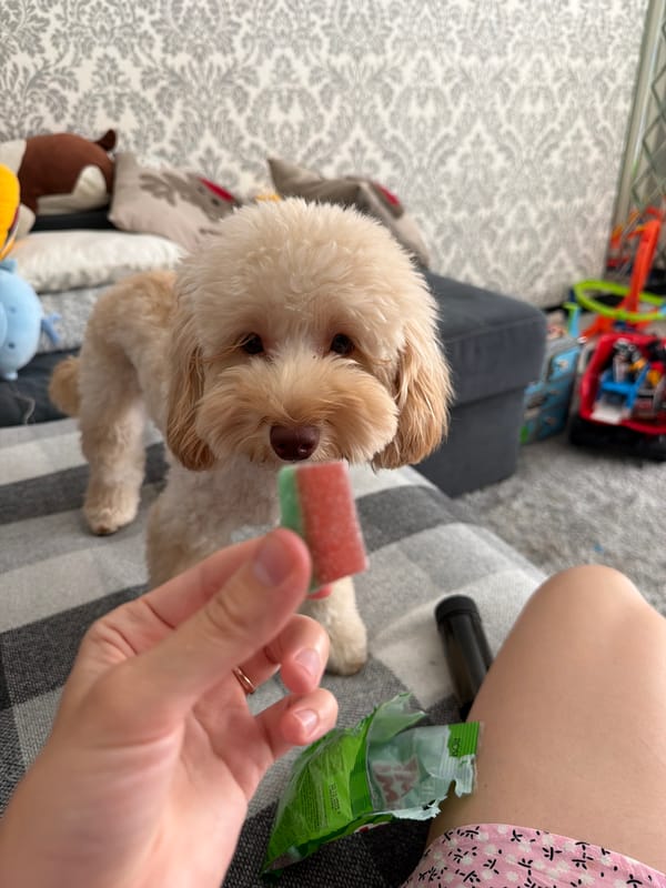 Lazy morning at home with two dogs in Bila Tserkva