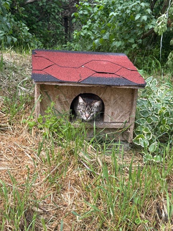 Tabby cat and blooming roses spotted in Varna garden