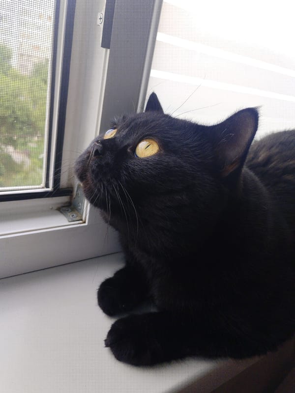 Black cat at the window, staring out