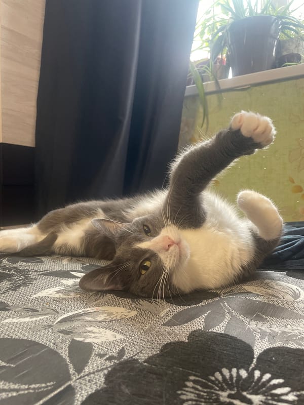 Woman and cat share quiet morning moments in Podstepki home