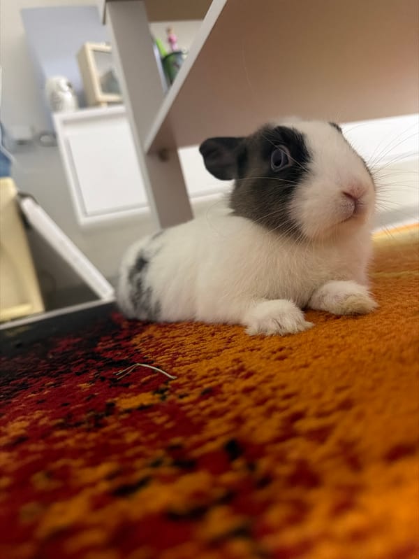 Pet rabbit documented during evening playtime in Bulgarian home