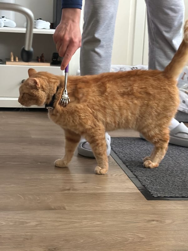 Cat grooming session captured in Helmond home