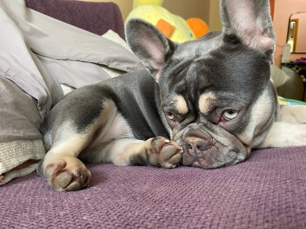 French bulldog rests on purple couch, baby in bouncer