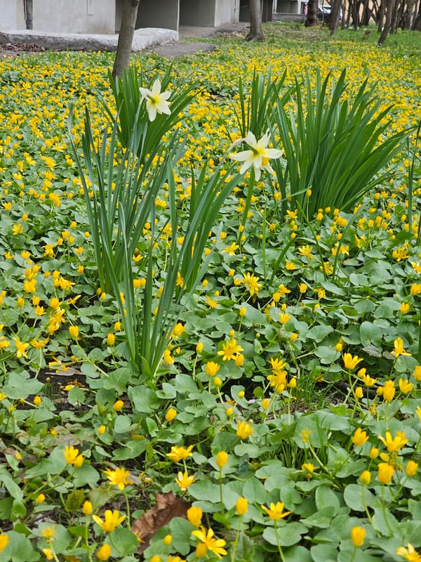 Spring day snapshots captured across Khimki commercial districts