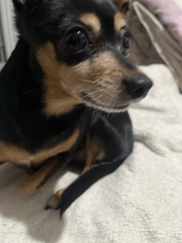 Small dog rests on bedding in Sofia residence