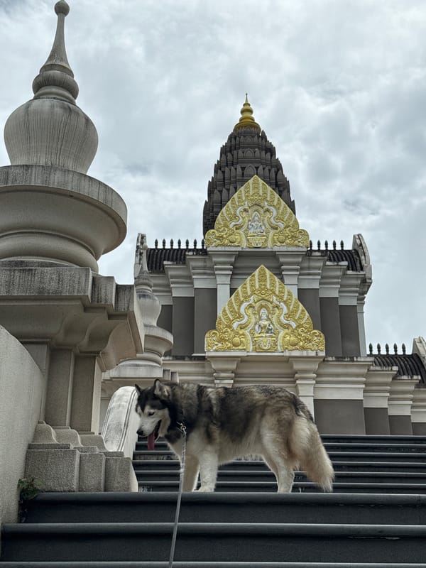 Husky, cats, and ants at Wat Chalong on a grey morning