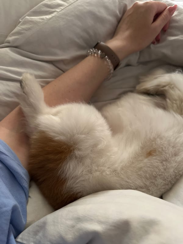 Small dog naps peacefully in Tbilisi bedroom