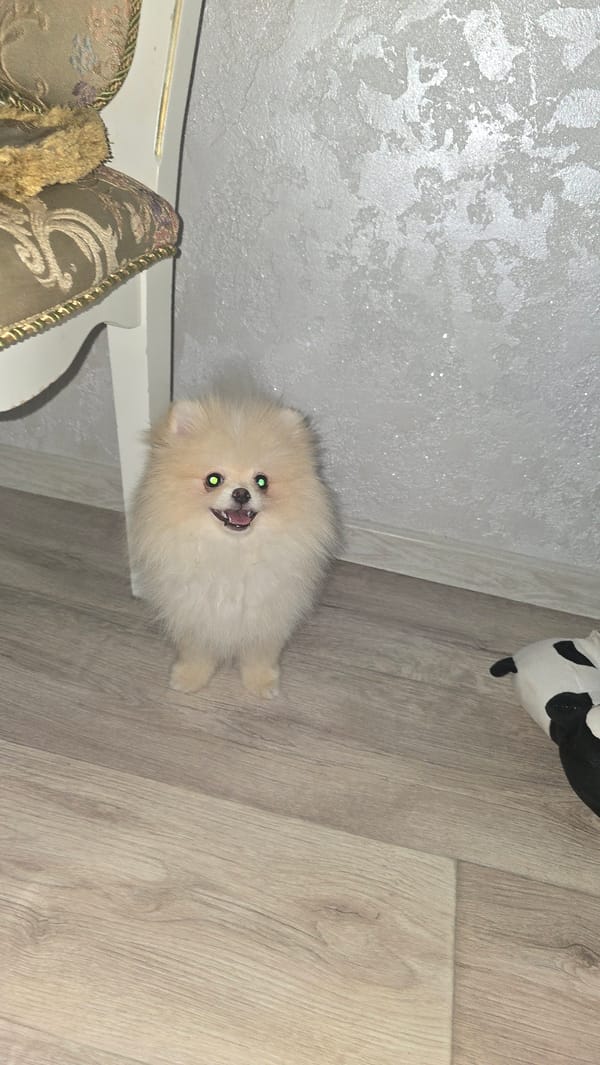 Fluffy Pomeranian at home in Khrustalnyi, Ukraine