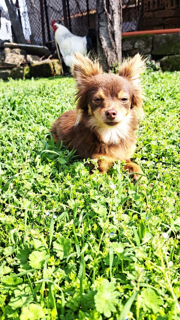 Domestic animals photographed in Bulgarian village yard scenes