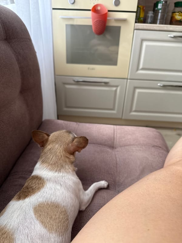 Chihuahua naps and Russian life quotes from a Tambov afternoon