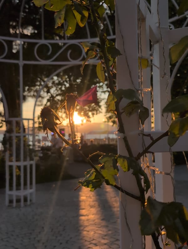Sunset marina scenes with boats, walkways, and waterfront activities