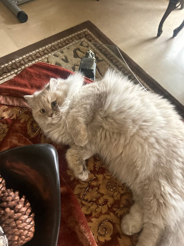 Cat resting indoors in Syrian residence