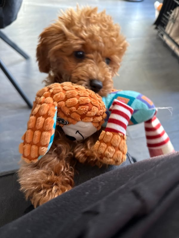 Brown poodle puppy plays with toys in Marum