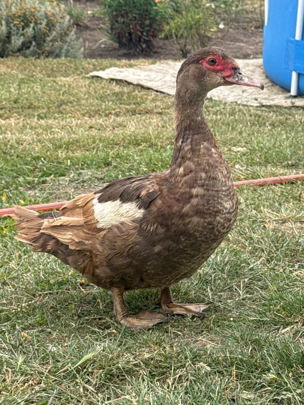 Muscovy duck broods ducklings in a backyard enclosure, Ukraine