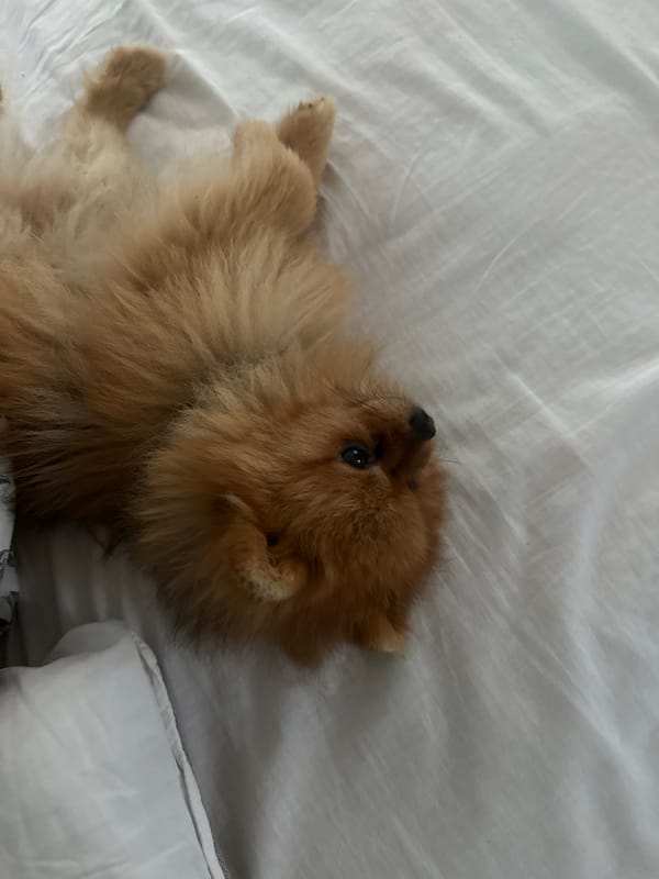 Pomeranian relaxing on bed in Asenovgrad bedroom