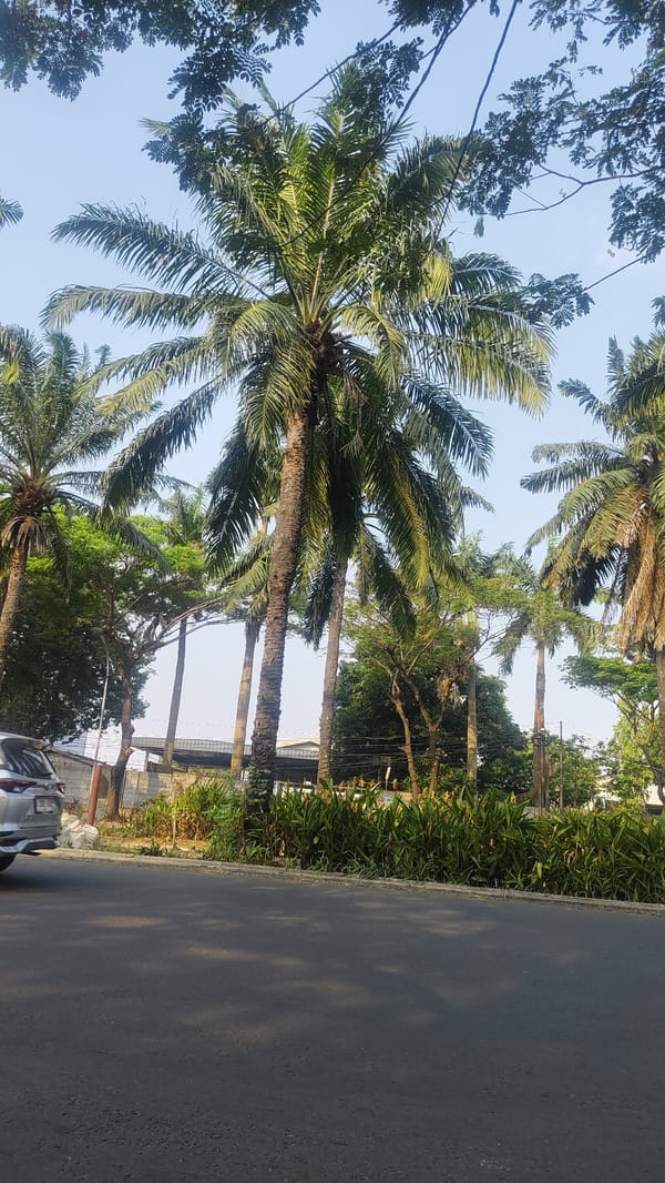 Palm-lined urban street in Bekasi, Indonesia