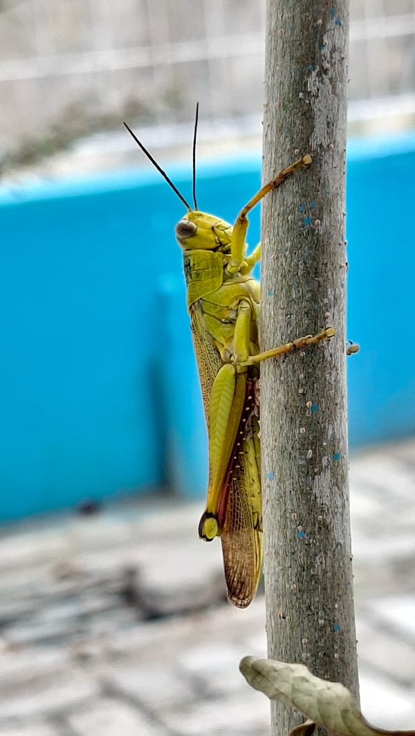 Grasshopper close-ups and street scenes from Lhokseumawe