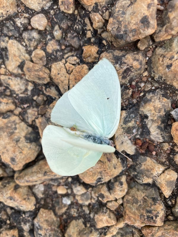 Delicate pale blue butterfly examined up close in Jos, Nigeria