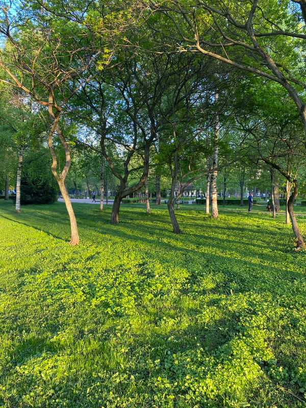 Sunlit park scene observed in Saint Petersburg