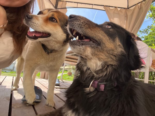 Dogs relax outdoors in Bulgarian village during midday