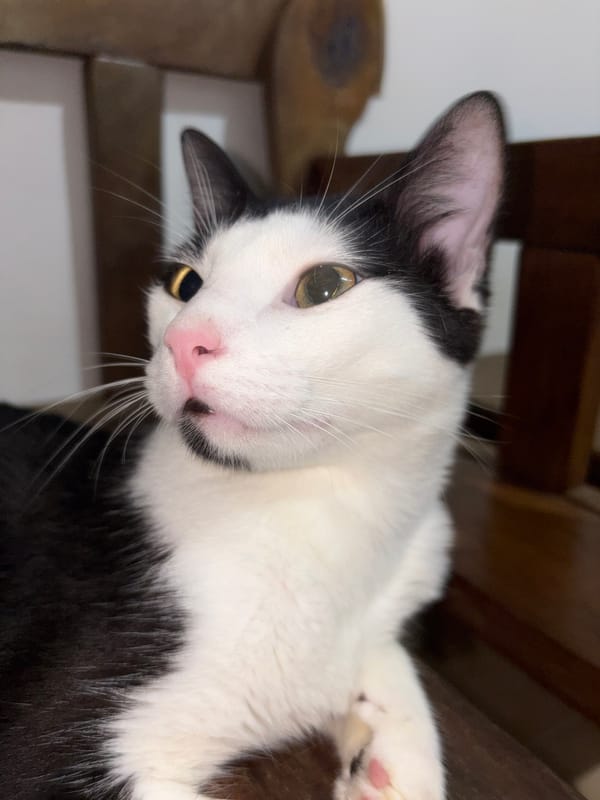 Cat resting photographed in Ciudad Guayana, Venezuela