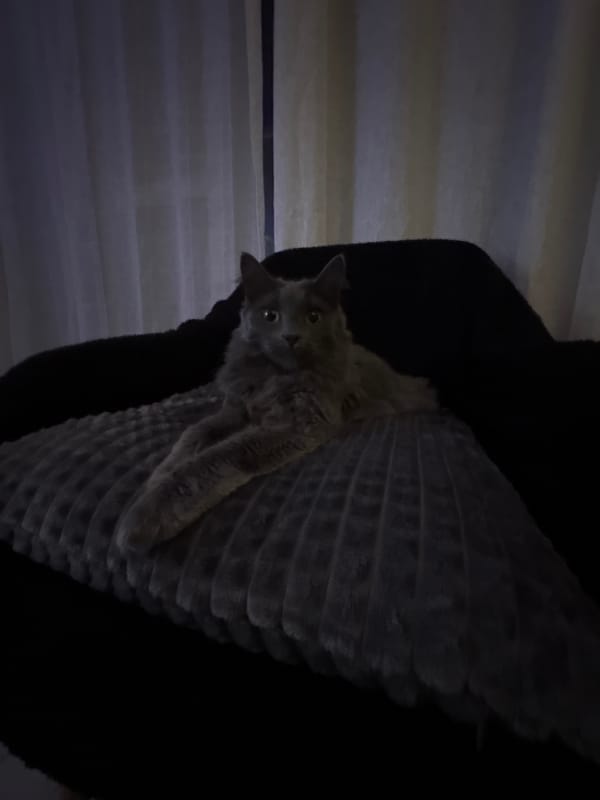 Gray cat photographed resting indoors in Varna, Bulgaria