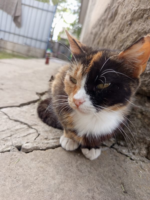 Lazy summer afternoon in a Moldovan backyard with cats and lemonade