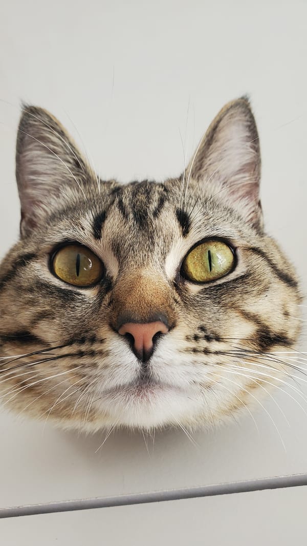 Tabby cat portrait captured in Curitiba