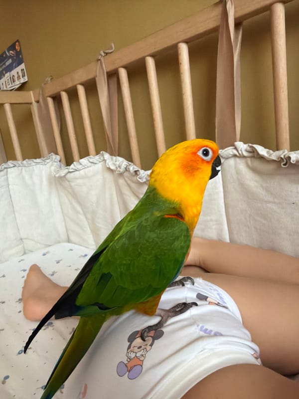 Sun Conure perches on lap and stuffed animal in Khimki