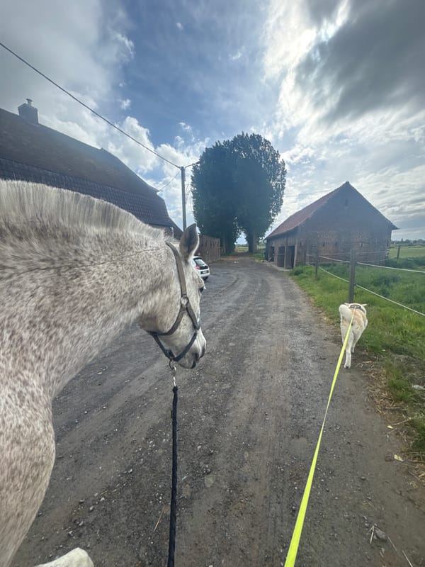 Horse and dog spotted on muddy road in Belgian countryside