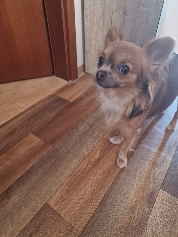 Quirky home décor and a Chihuahua, Nuremberg apartment