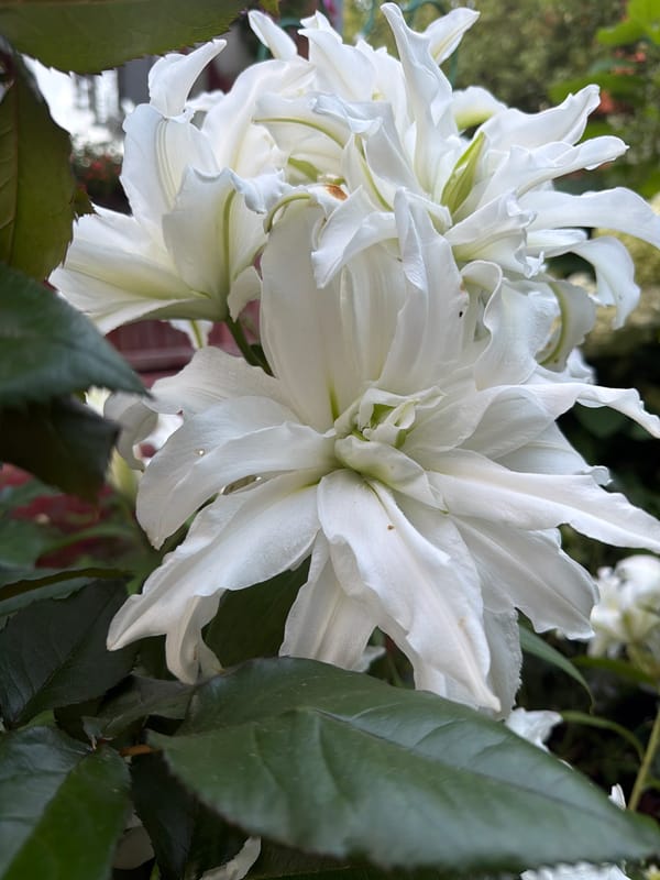 Summer garden in full bloom at a Russian dacha plot