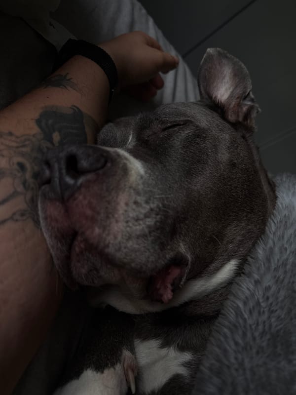 Dog sleeps peacefully on owner's arm in Luxembourg bedroom
