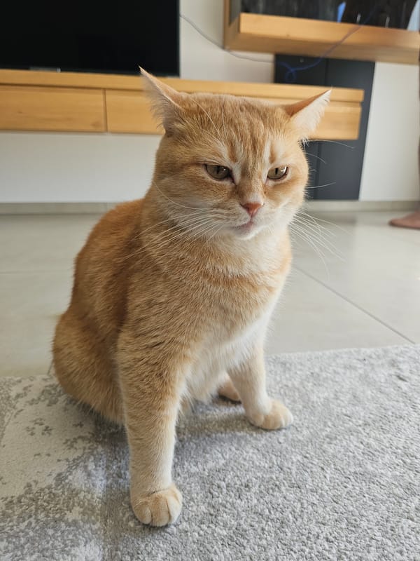 Household cats documented lounging indoors during morning hours