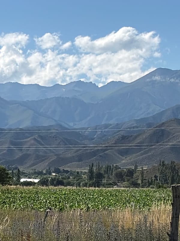 Cattle grazing in alpine valley fields beneath snow-capped peaks