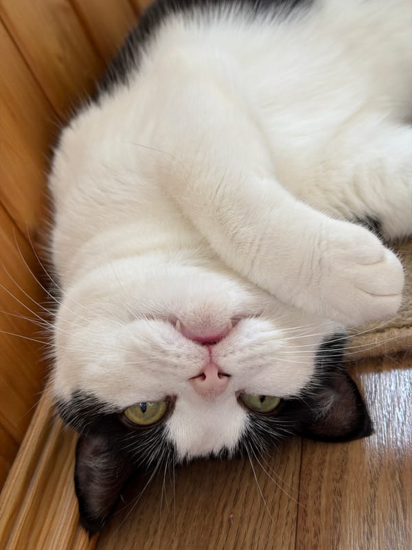 Cats sprawled on their backs at home in Ulyanovsk