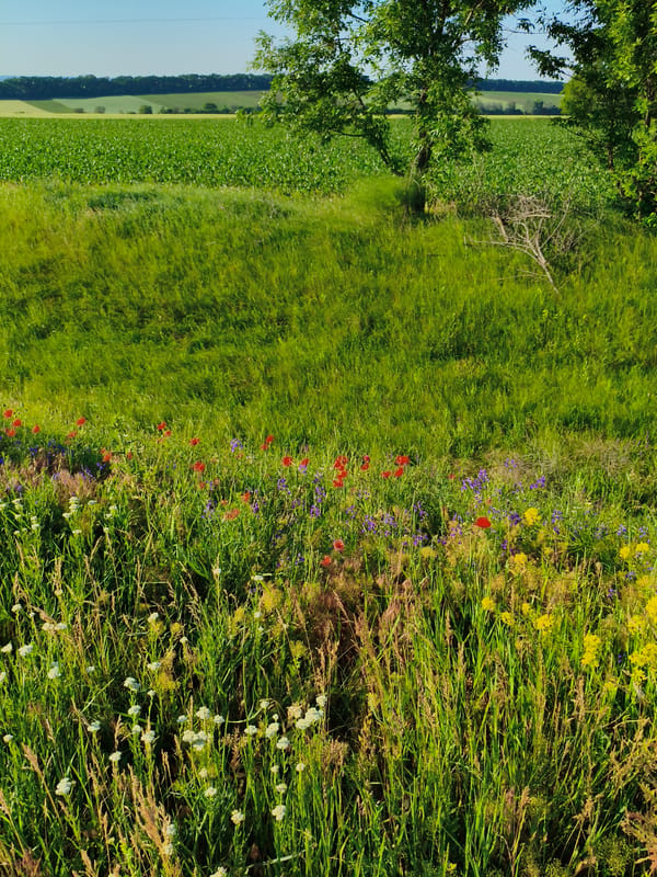 Morning wildflower walk documented in Ustyvytsia, Ukraine countryside