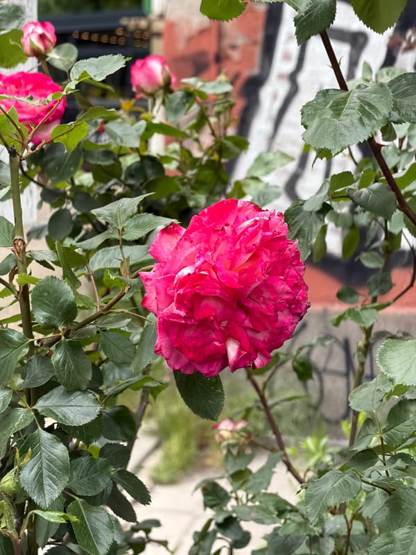 Pink rose blooms amid Sofia street graffiti